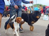 13 мая в 11.00 «Коробчицкий Олимп» приглашает любителей четвероногих друзей на Республиканскую выставку собак всех пород