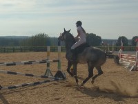 Всемирный день лошади в Гродно отметили первенством по конкуру